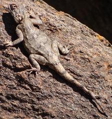 Agama anchietae