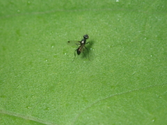 Sepsis fulgens