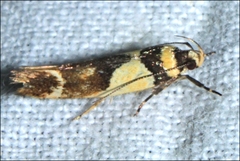 Macrobathra chrysotoxa