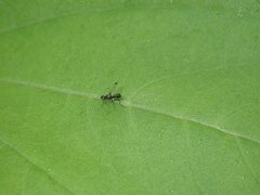 Sepsis fulgens