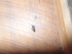 Bedunia cuspidata