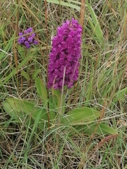 Dactylorhiza purpurella