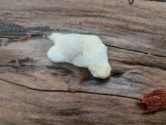 Fuligo septica candida