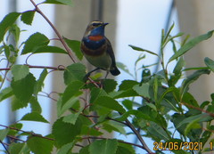 Luscinia svecica svecica