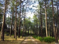 Pinus pinaster