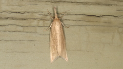 Chilo phragmitella