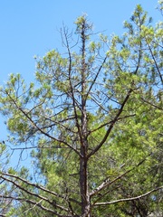 Pinus pinaster