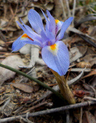 Moraea mediterranea