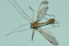 Tipula lunata