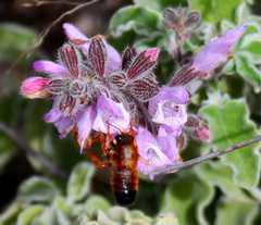 Megachile sicula
