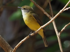 Microeca flavigaster