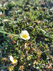 Dryas integrifolia