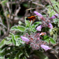 Salvia fruticosa