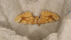 Eulithis mellinata