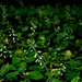 Circaea lutetiana - Photo (c) Chris Bainbridge,  זכויות יוצרים חלקיות (CC BY-NC-SA)
