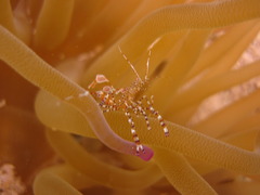 Periclimenes yucatanicus