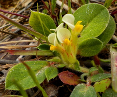 Tripodion tetraphyllum