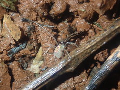 Thwaitesia argentiopunctata