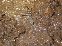 Mesida argentiopunctata