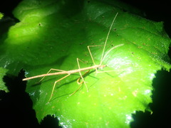 Sipyloidea larryi