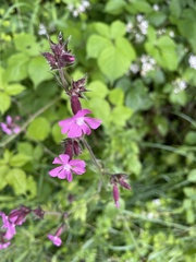 Silene dioica