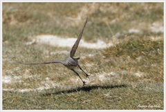 Muscisaxicola cinereus