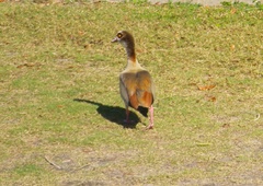 Alopochen aegyptiaca
