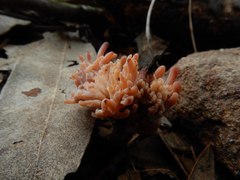 Clavulina vinaceocervina