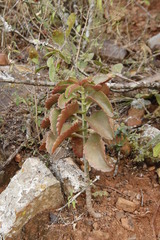 Kalanchoe sexangularis