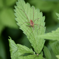 Leiobunum ventricosum