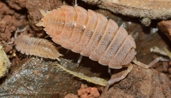 Proporcellio