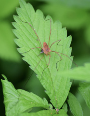 Leiobunum ventricosum
