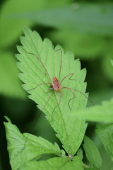Leiobunum ventricosum