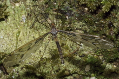 Leptotarsus binotatus