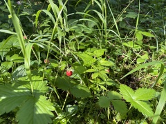 Fragaria vesca