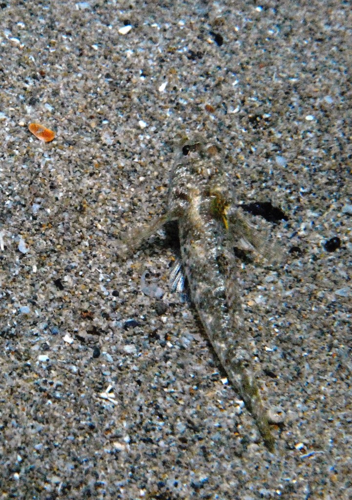 Sailfin Goby From Venus Bay Sa Australia On March At