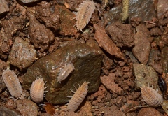 Proporcellio