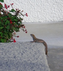 Leiocephalus carinatus