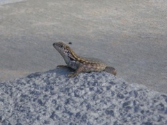 Leiocephalus carinatus