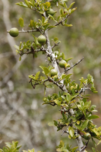 Image of Thorny Gardenia (Hyperacanthus amoenus) by (c) Tony Rebelo, some rights reserved (CC BY-SA)