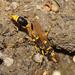 Covered-cell Mud-dauber Wasp - Photo (c) Reiner Richter, some rights reserved (CC BY-NC-SA)