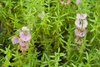 Hart's Pennyroyal - Photo (c) User:Mike Peel/Attribution|other_authors=, some rights reserved (CC BY-SA)