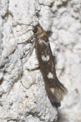 Scythris scopolella