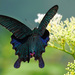 Papilio dialis - Photo (c) Peellden, alguns direitos reservados (CC BY-SA)