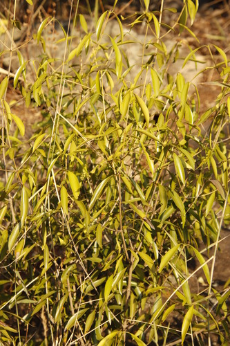 Image of Coptosperma supra by (c) Tony Rebelo, some rights reserved (CC BY-SA)