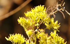 Kalanchoe brachyloba