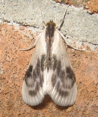 Cliniodes ostreonalis