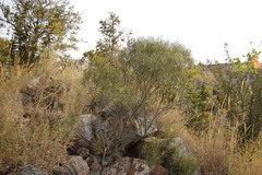 Euclea linearis