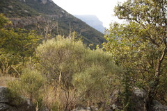Euclea linearis