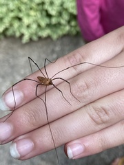 Leiobunum calcar